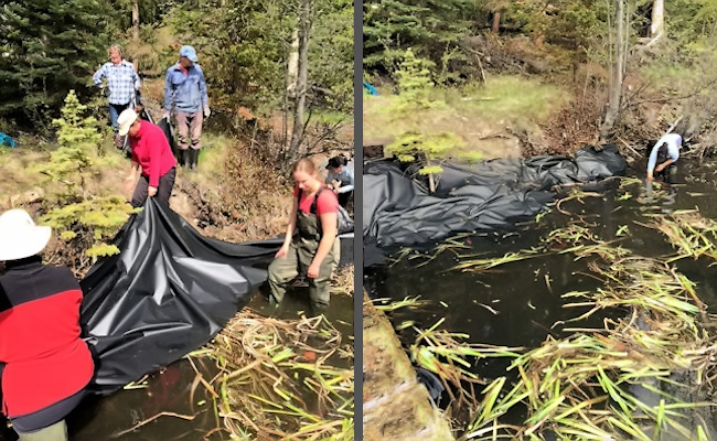 Getting rid of Yellow flag iris on Bridge Lake 2019